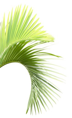 Beyaz arkaplanda palmiye yaprakları izole