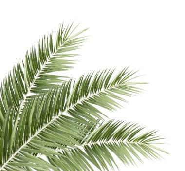 Beyaz arkaplanda yeşil palmiye yaprağı izole