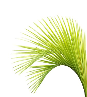 Beyaz arkaplanda palmiye yaprakları izole