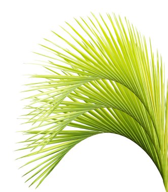 Beyaz arkaplanda palmiye yaprakları izole
