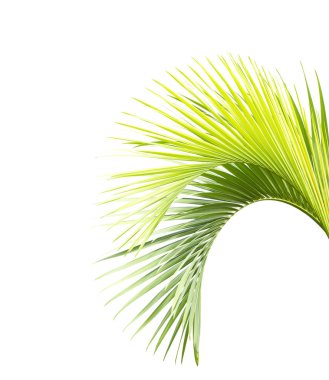 Beyaz arkaplanda yeşil palmiye yaprağı izole