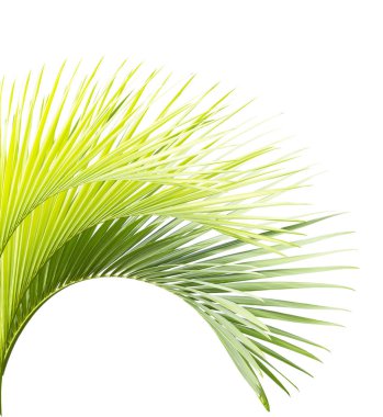 Beyaz arkaplanda yeşil palmiye yaprağı izole