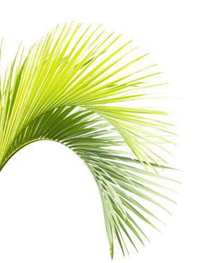 Beyaz arkaplanda yeşil palmiye yaprağı izole