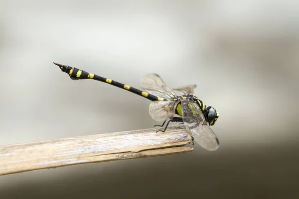 Svart Och Gult Färgade Dragonfly — Stockfoto