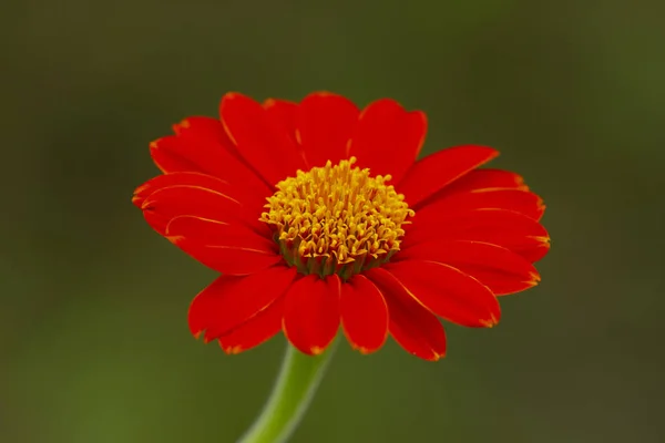 Piros Mexikói Virág Zöld Háttér — Stock Fotó