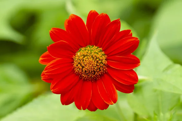 Girasol Rojo Mexicano Sobre Fondo Verde —  Fotos de Stock