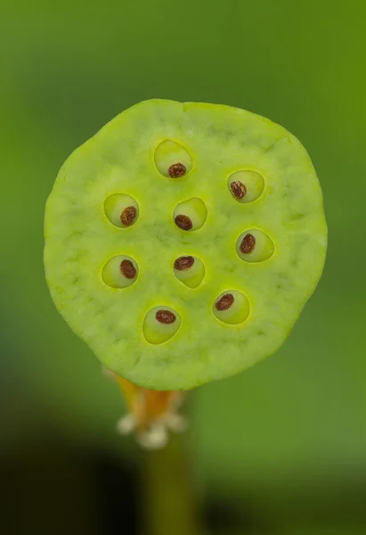 Clouse Lotus Seed Pod — Stock Photo, Image