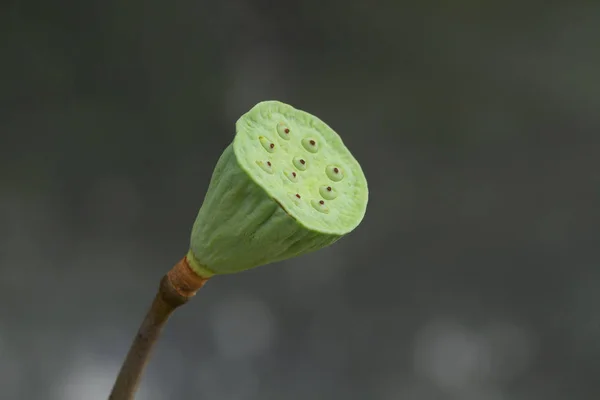 Zöld Lotus Pod Szürke Háttér — Stock Fotó