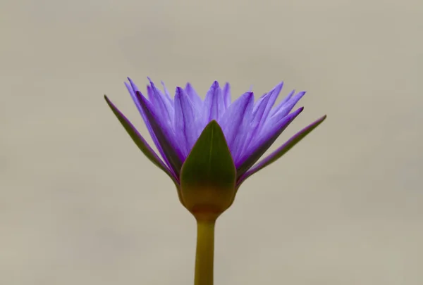 Lilia Wodna Fioletowy Kwiat Szarym Tle — Zdjęcie stockowe