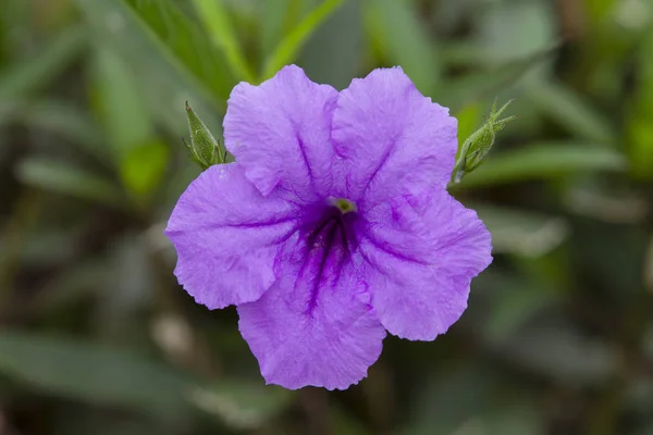 Fialový Květ Tuberosa Ruellia — Stock fotografie