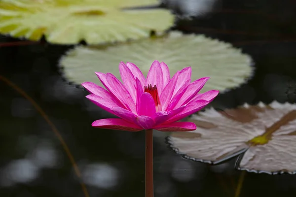 Różowa Lilia Wodna Zielonymi Liśćmi Tła — Zdjęcie stockowe