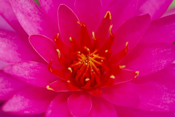 Close Image Pink Waterlily Flower — Stock Photo, Image