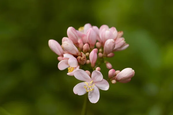 Detail Květu Integerrima Růžové Jatropha — Stock fotografie