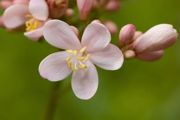 Detail Květu Integerrima Růžové Jatropha — Stock fotografie