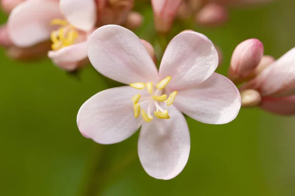 Detail Květu Integerrima Růžové Jatropha — Stock fotografie