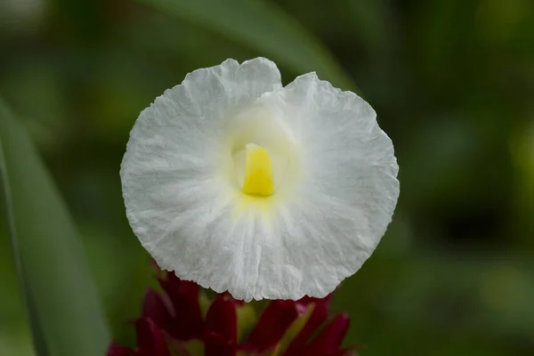 White Indian Head Flor Gengibre Flor Selvagem Erva Tailandesa Tailândia — Fotografia de Stock