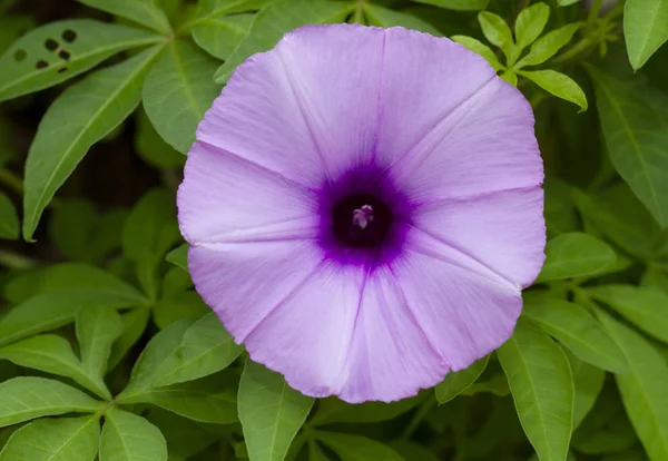 Purple Morning Glory Flower Green Leaves Background — Stock Photo, Image