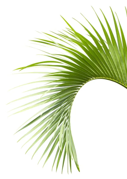 Пальмовий Лист Ізольований Білому Тлі — стокове фото