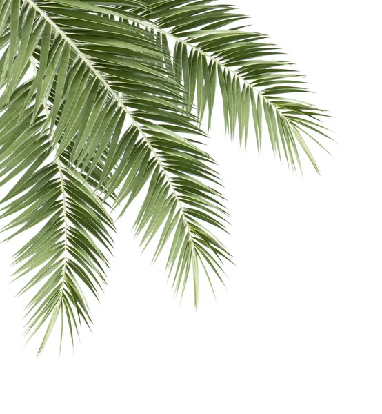 Folha Palma Verde Isolado Fundo Branco — Fotografia de Stock
