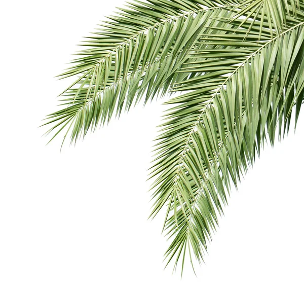 Green Palm Leaves Isolated White Background — Stock Photo, Image