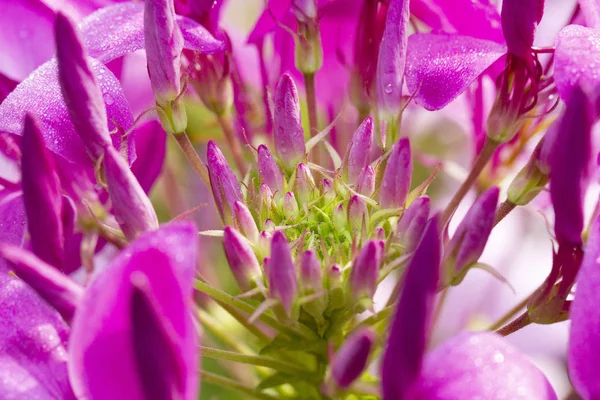 Close Image Spider Flower Dew Drops — Stock Photo, Image