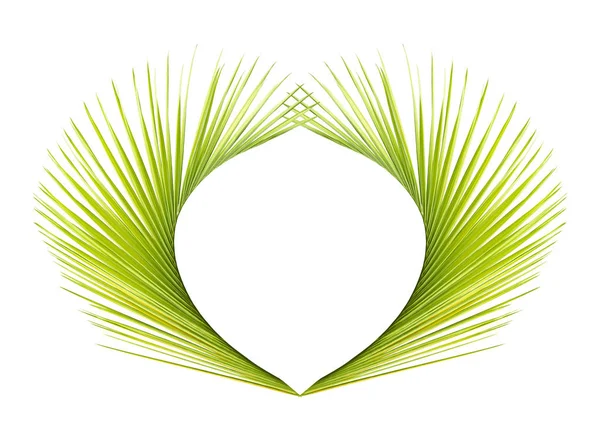 Абстрактный Рисунок Зеленых Пальмовых Листьев Белом Фоне — стоковое фото