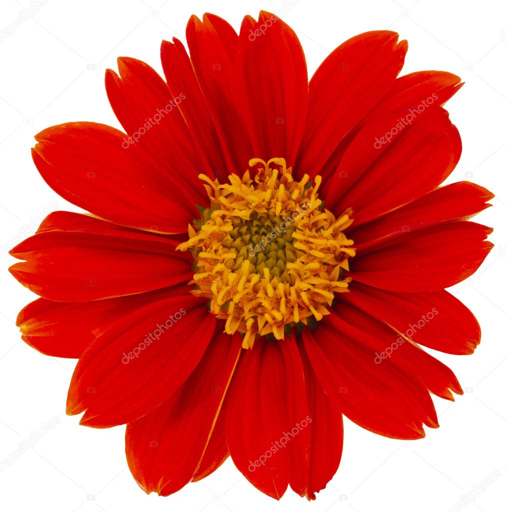 Mexican sunflower isolated on white background