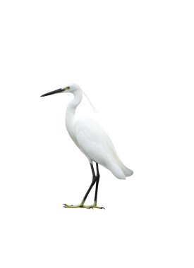 Beyaz arka planda yalıtılmış Egret