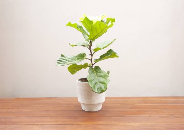 Ahşap zemin üzerinde tencerede Ficus lyrate ağaç