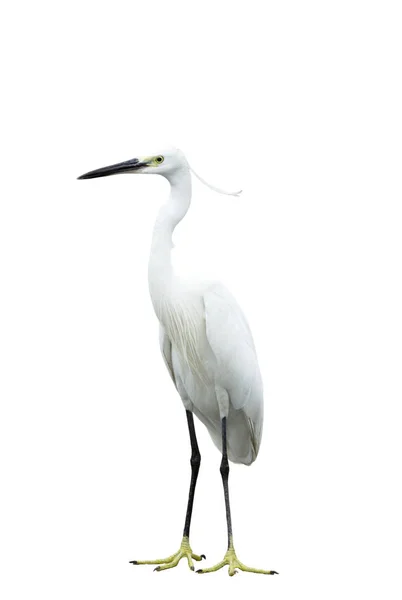 Egret Isolado Fundo Branco — Fotografia de Stock