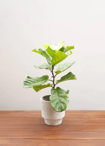 Árbol Lirato Ficus Maceta Sobre Suelo Madera —  Fotos de Stock