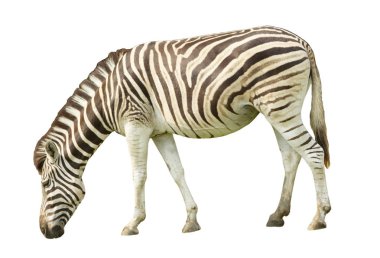 beyaz arkaplanda izole edilmiş zebra