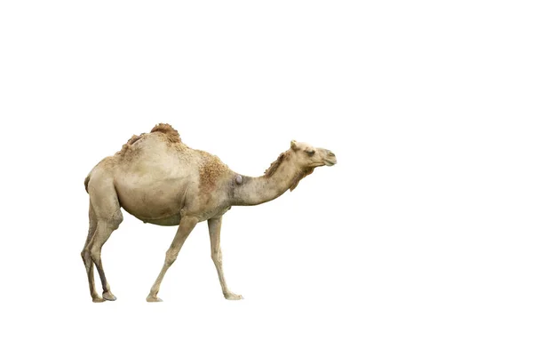 Camelo Isolado Sobre Fundo Branco — Fotografia de Stock