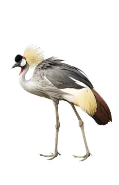 Grey crowned crane isolated on white background clipart