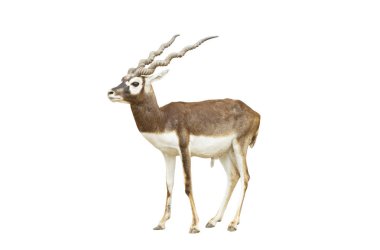Blackbuck beyaz arka planda izole