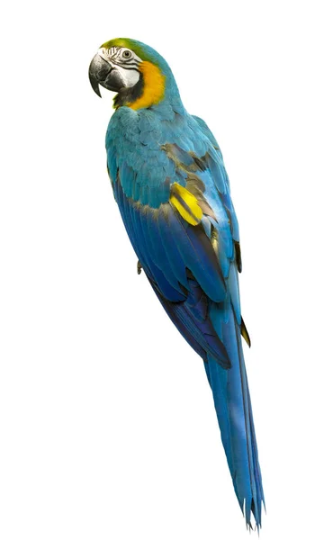 Beyaz Arka Plan Üzerinde Izole Amerika Papağanı — Stok fotoğraf