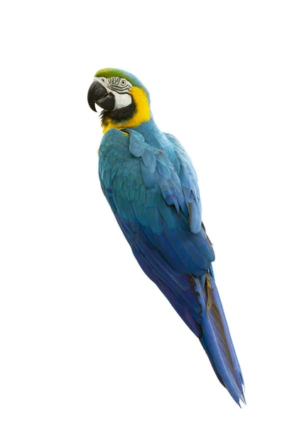 Macaw Isolado Fundo Branco — Fotografia de Stock