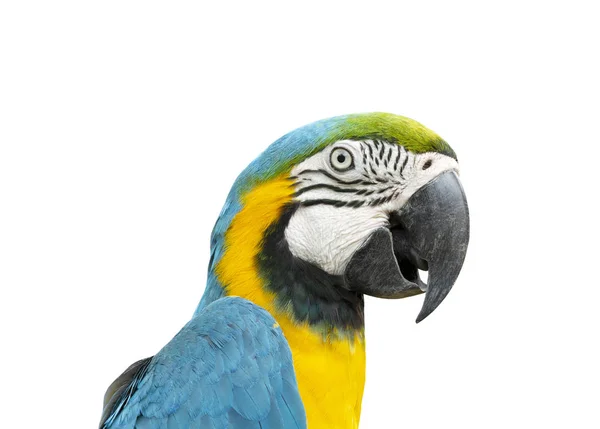 Macaw Isolado Fundo Branco — Fotografia de Stock