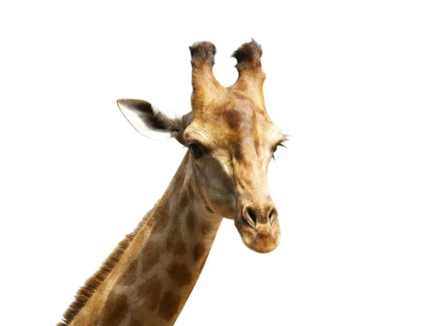 Жираф Ізольований Білому Тлі — стокове фото