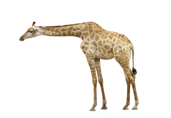 Giraffe Geïsoleerd Witte Achtergrond — Stockfoto