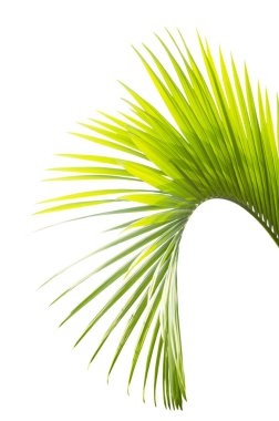 Beyaz arkaplanda yalıtılmış palmiye yaprağı