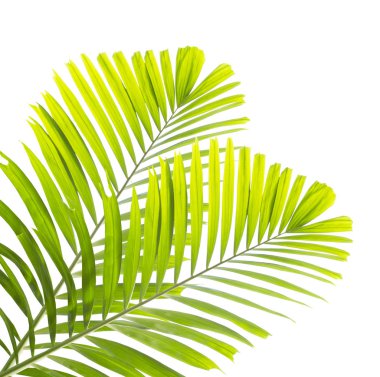Beyaz arkaplanda yalıtılmış palmiye yaprağı