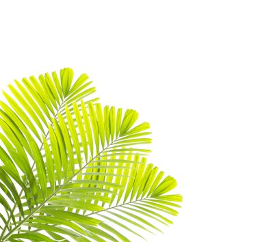 Beyaz arkaplanda yalıtılmış palmiye yaprağı