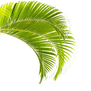 Beyaz arkaplanda yalıtılmış palmiye yaprağı