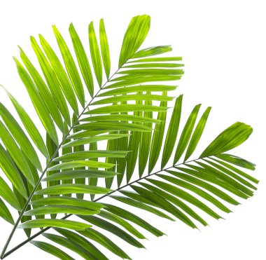 Beyaz arkaplanda yalıtılmış palmiye yaprağı