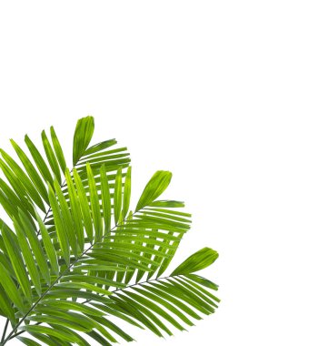 Beyaz arkaplanda yalıtılmış palmiye yaprağı
