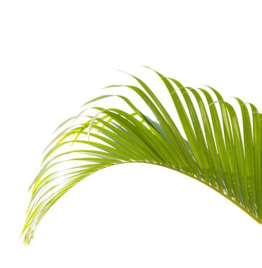 Beyaz arkaplanda yeşil palmiye yaprağı izole