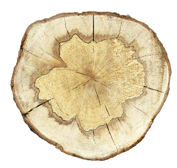 Поперечное Сечение Ствола Дерева Белом Фоне — стоковое фото