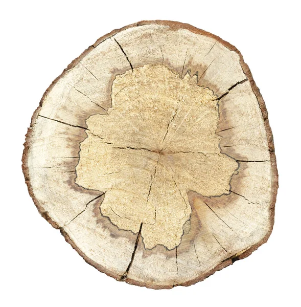 Поперечное Сечение Ствола Дерева Белом Фоне — стоковое фото