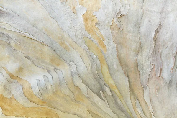 Красочный Абстрактный Рисунок Коры Эвкалипта — стоковое фото